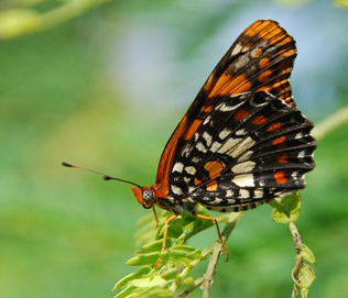 Puerto Rican harlequin butterfly. Credit: USFWS